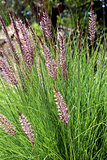 Pennisetum setaceum, a perennial bunch grass