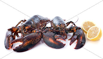 alive lobsters