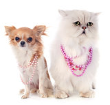 white persian cat and chihuahua