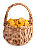 Wicker basket with chanterelle mushrooms