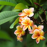 Frangipani flowers 