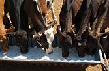 calves drinking milk