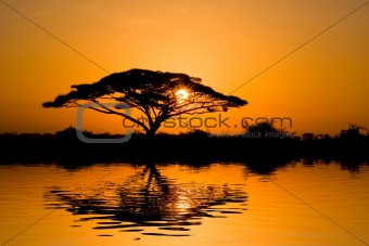 Acacia Tree at Sunrise