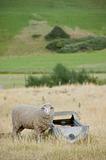 Sheep at an old Trough