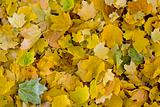 Golden Fall Leaves Background