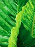 Tropical leaf abstract