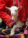 Peruvian Lamb