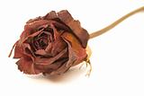 Dried Rose Close-up