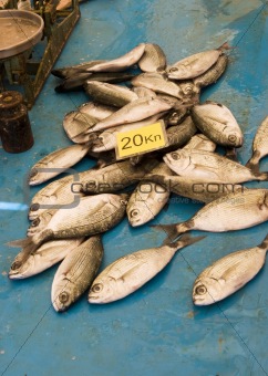 Small Fish For Sale