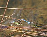 Two Dragonflies