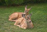Two Fawns Resting On Grass