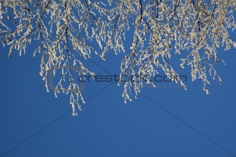 Tree Twigs With Hoarfrost