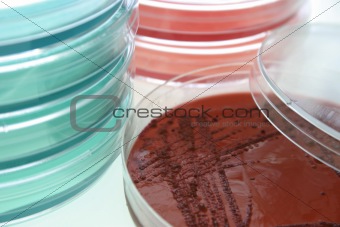 Bacterial growth media and bacterial growth