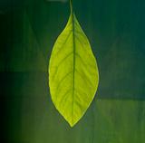 portrait of a leaf
