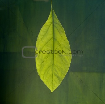 portrait of a leaf