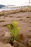 Plant growing at beach
