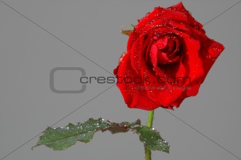 Rose and waterdrops