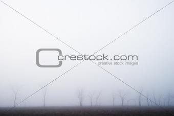 Prairie Fog