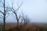Foggy Tree Row
