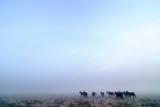 Prairie Horses