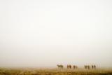 Prairie Fog