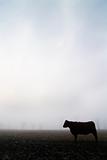 Cow in the Fog