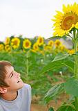 Boy Observing a Sunflower