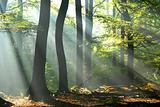 sunbeams pour into an autumn forest