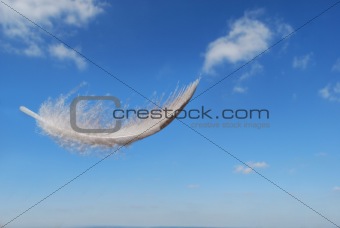 Feather floating in the summers sky