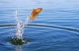 Goldfish jumping