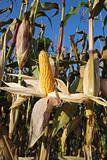 Sweet corn harvest