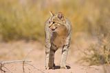 African Wild Cat