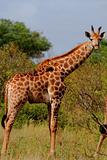 Giraffe with Oxpeckers