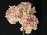 mauve and white carnations