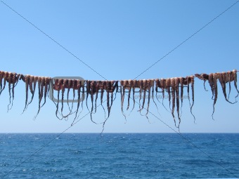 Octopuses on the String