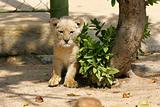 African White Lion Cub