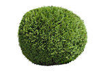 Topiary bush 
