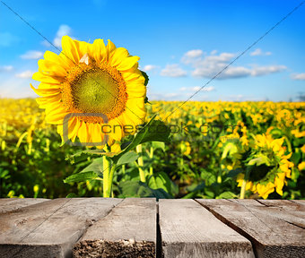 Table and field of sunflowers