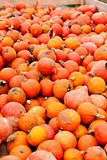 coclorful orange pumpkin in autumn outdoor