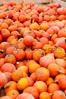 coclorful orange pumpkin in autumn outdoor