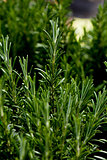 fresh aromatic green rosemary macro