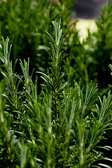 fresh aromatic green rosemary macro