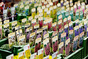 flowers assortement crop seed garden market