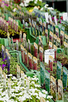 flowers assortement crop seed garden market