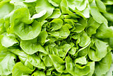 fresh green salad lettuce closeup macro 