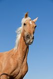 beautiful blond cruzado horse outside horse ranch field