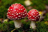 agaric amanita muscaia mushroom detail in forest autumn 