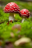 agaric amanita muscaia mushroom detail in forest autumn 