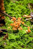 group of brown mushrooms in forest autumn outdoor 