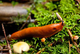 red slug arion rufus slimy nature slow green wild